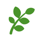 Fern